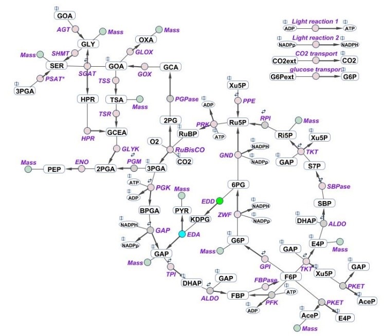 Schematic representation of the central carbon metabolism network implemented in the multi-level kinetic model